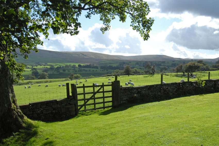 Countryside landscape with a field of sheep