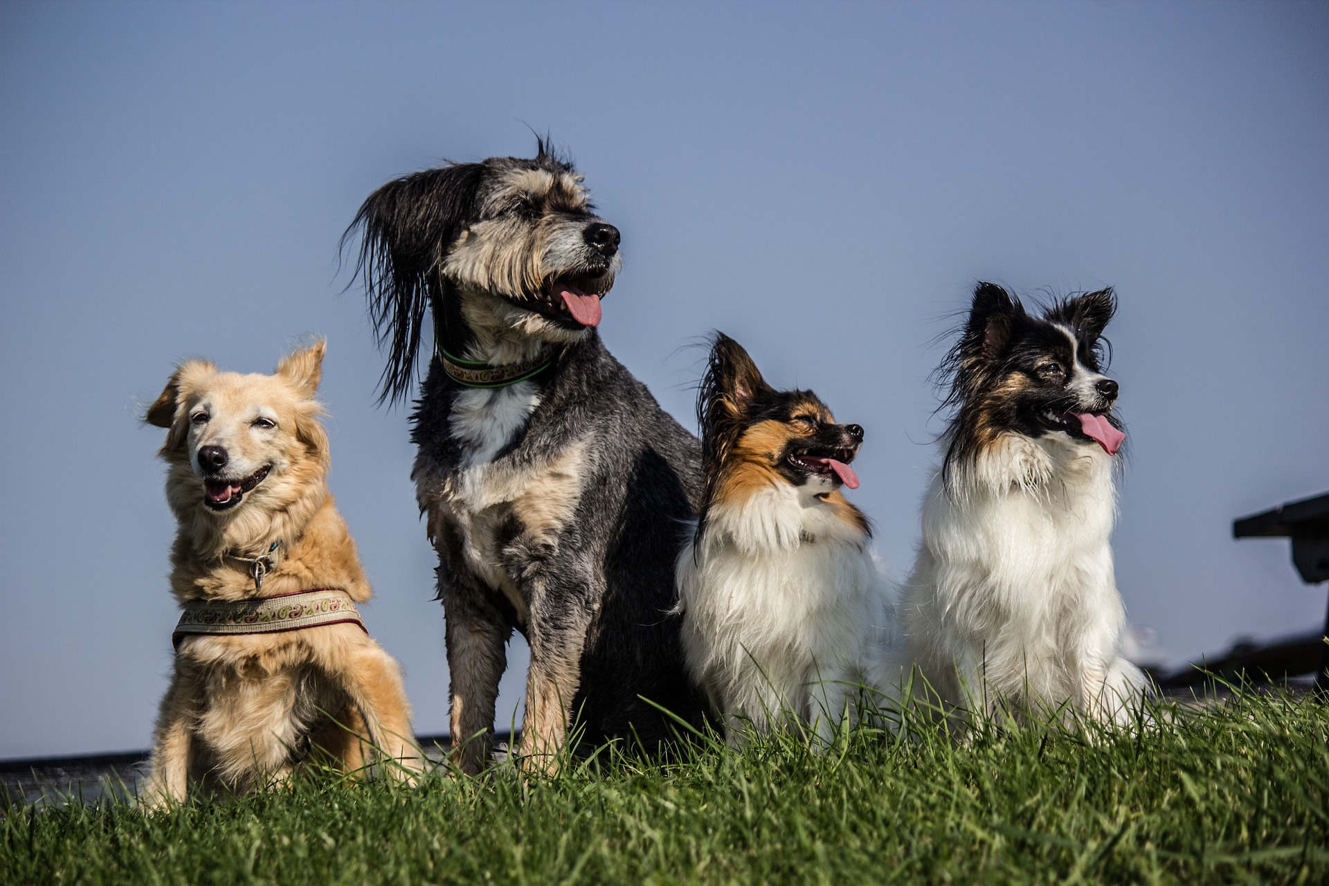 Four dogs sitting in a line