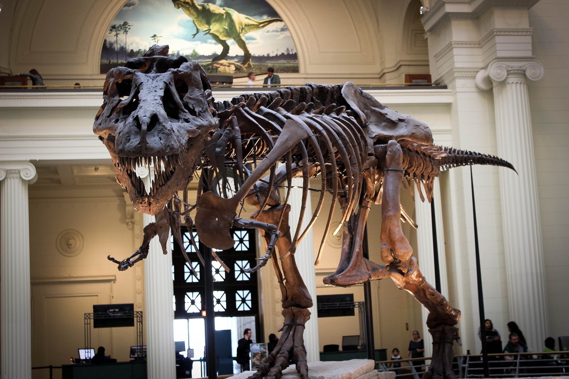 Tyrannosaurus Rex Dinosaur - Field Museum of Natural History, Chicago