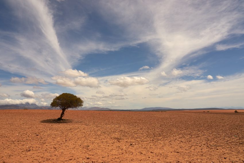 desert land with one tree