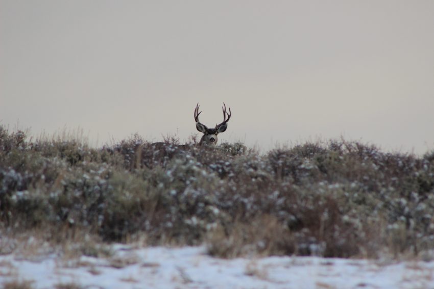 Deer hiding behind snowy overgrowth